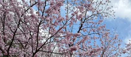 桜🌸