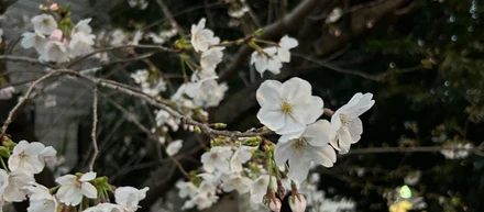 2026年3月全社会＆社内イベント