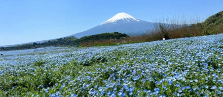 GWは山梨県へ！～心洗われる富士山と美食巡りの旅～