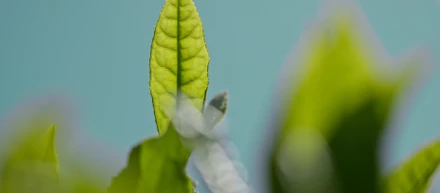 編集を担当した動画が農林水産大臣賞に貢献していた。