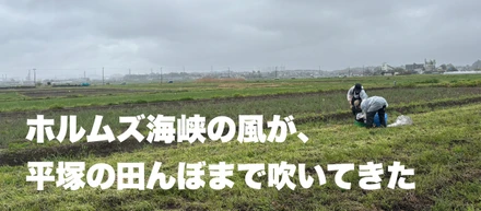 ホルムズ海峡の風が、平塚の田んぼまで吹いてきた