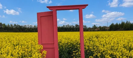 菜の花畑🌻