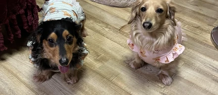 犬、猫カフェ🐶🐈