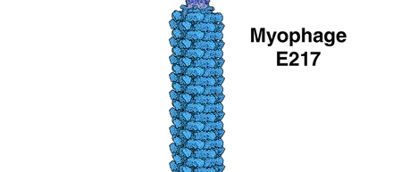 今月の分子 318: 治療用ファージ（Therapeutic Phage）