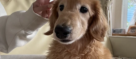 愛犬🐶