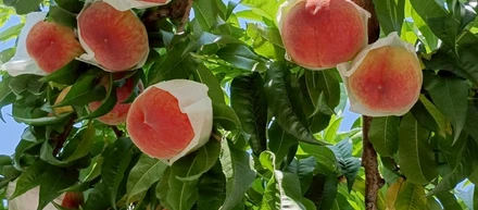 🍑IT会社なのに桃農園を運営しています🍑