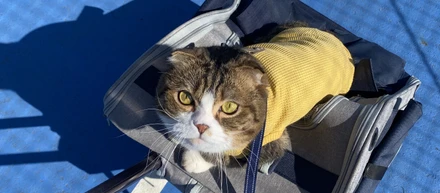 のりすけお散歩日記🐈