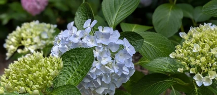 紫陽花🪻