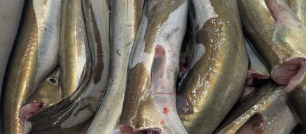 魚から季節を感じる