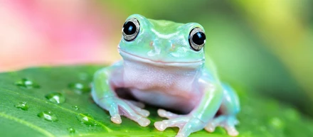 カエルすき