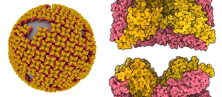 今月の分子 319: ハンタウイルス（Hantavirus）