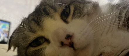 ✨イケメン🐈