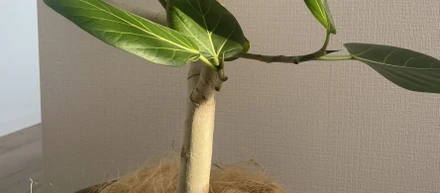 観葉植物🌱