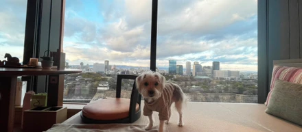看板犬のホテルレポート - PATINA OSAKA