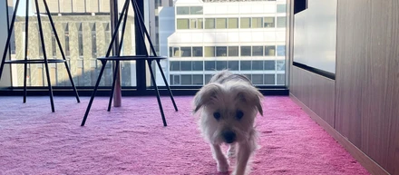 看板犬のホテルレポート - W OSAKA