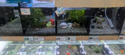 食べられる水族館