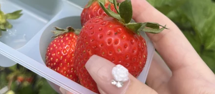 会社のみんなでいちご狩りへ🍓