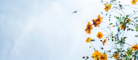 My journey into software development