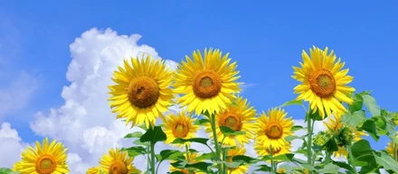残暑お見舞い申し上げます☀️
