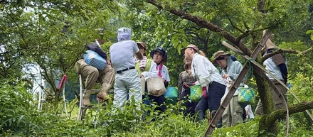ぶどう山椒収穫レスキュー2026総括