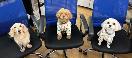 【福利厚生紹介】愛犬と一緒に過ごせる環境づくりとは？