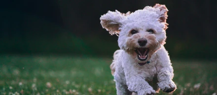 5ヶ月ぶりに髪を整えたら、子犬が生まれました。