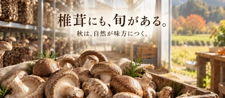 秋の椎茸が、一番おいしいと言われる理由