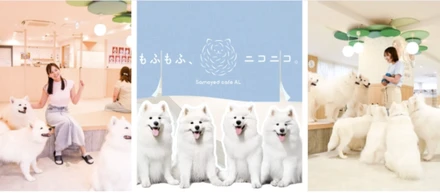韓国旅行で出会ったサモエドカフェ。『これ、日本にあったら絶対面白いよね』から事業が始まった。