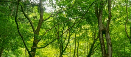 オフィスの中に緑がいっぱい？TTKの働く環境をご紹介🌿