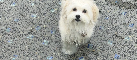 【社内制度紹介】代表の想いから生まれた「happy休暇」って？愛犬の誕生日に使ってみた！