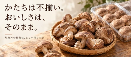 椎茸農家が出す「訳あり品」の欠点は見た目だけ