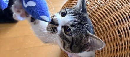 【保護猫キジシロくん 最終話/全5話】新しい家族のもとへ