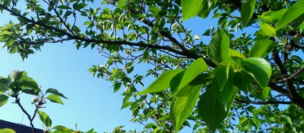 ミラプロお花見大会in代々木公園！(葉桜Ver)