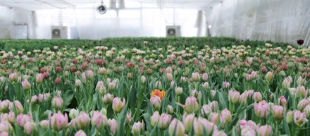 BOTANIC INC.でインターンをすること