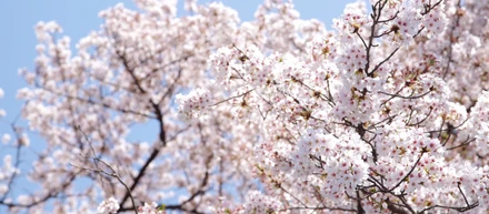今年の桜は、満開でした！【2018.花見イベント】