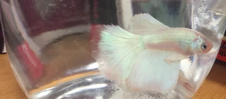 ペット