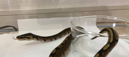 爬虫類好きです