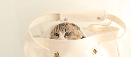 ネコ自ら入っちゃうネコ好きなトート