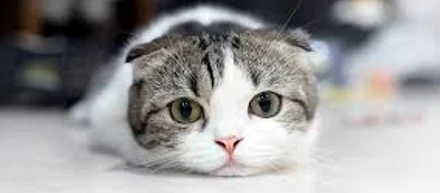猫大好き猫アレルギー