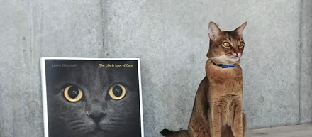 猫のバイオロギングをどうやってやっているのか