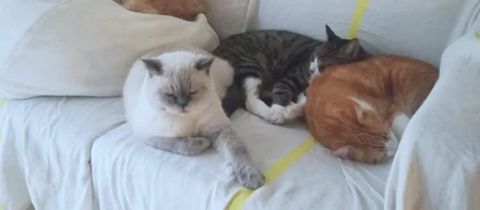 世界中で最も飼われている数が多い動物は？
