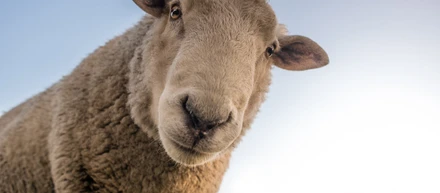 社員を放し飼い、放牧する会社。ドリームワンで自由に育つ