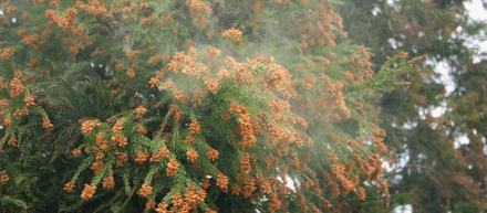 花粉の季節がやってまいりました！！