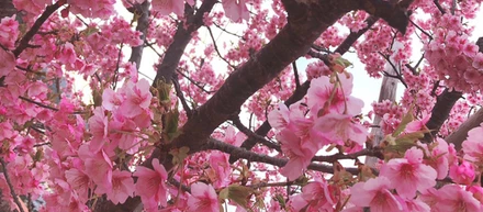 河津桜