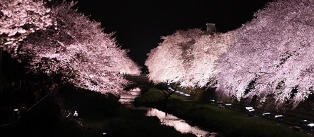 AIと桜とクウォーターイベント