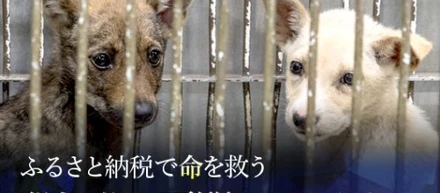 ふるさと納税で殺処分ゼロへ