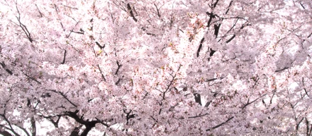 春だ！桜だ！お花見だ！