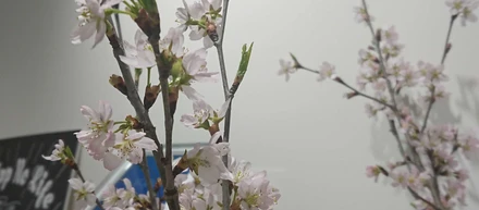 オフィスに桜が咲きました！