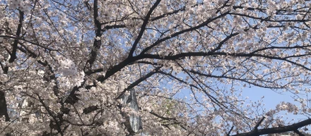 春爛漫！平成最後のトライエッジお花見の様子をお届け