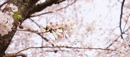 お花見いってきました（桜が咲いているときに）